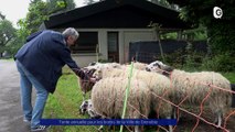 Reportage - Tonte annuelle pour les brebis de la Ville de Grenoble !