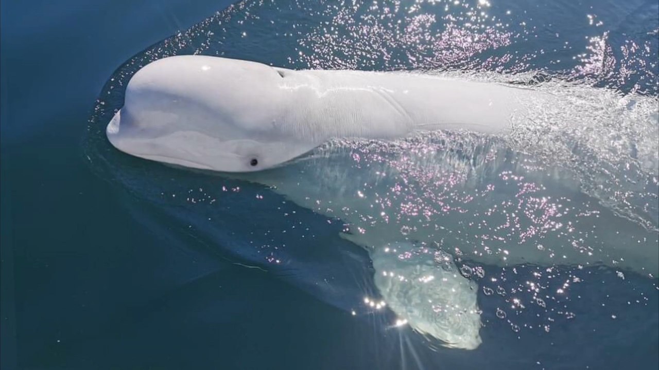 Russischer 'Spionage'-Wal vor Schweden gesichtet