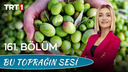 Bu Toprağın Sesi 161. Bölüm – Zeytin Yetiştiriciliği ve Diplomalı Zeytincilik