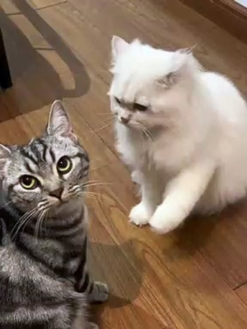 ⁣Cats Fighting Each Other | Cat Funny Moments | Cute Pets | Funny Animals #animals #pets #cats #cat