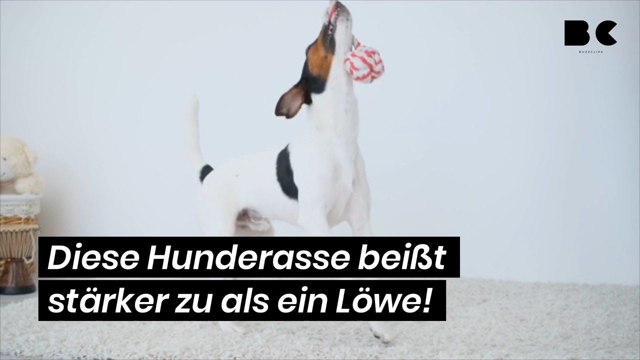 Diese Hunderasse beißt stärker zu als ein Löwe!