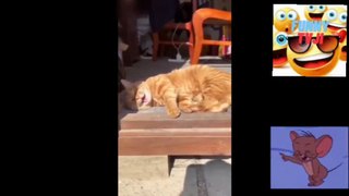 SUPER FUNNY ANIMALS 65