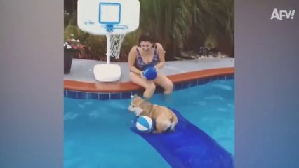 HOWLING For HOOPS!  _ Funniest Animals