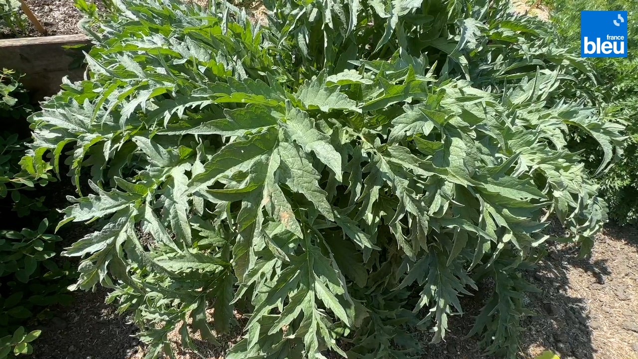 Roland Motte, jardinier : des légumes résistants à la sécheresse