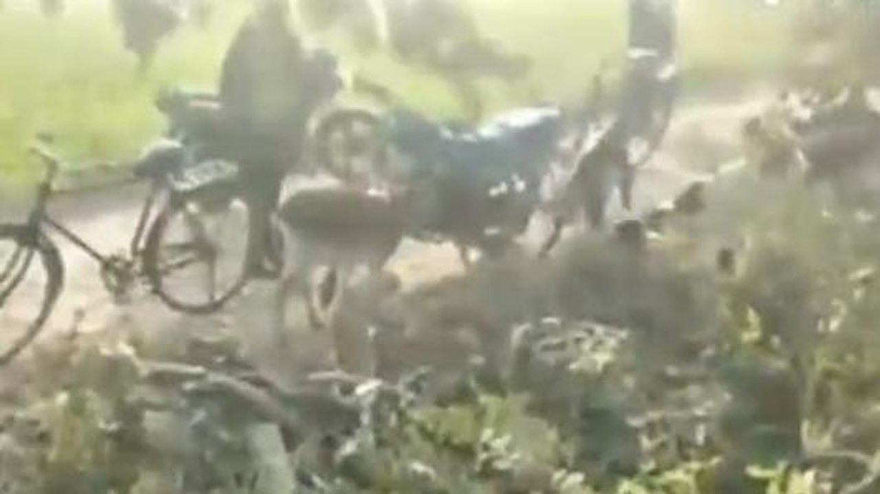 गोण्डा: वन माफिया में नहीं है खौफ, प्रतिबंधित हरे पेड़ों को काटने का सिलसिला जारी