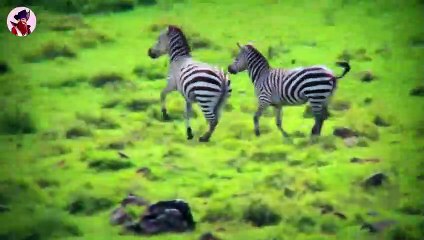 Tiere, Die Ein Frisches Und Leckeres Mittagessen Genießen