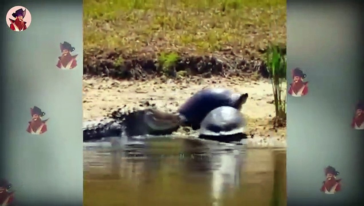 Tiere, Die Ihr Leben Riskieren Nur Um Einen Schluck Wasser Zu Trinken