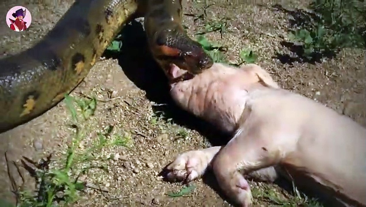 15 unglaublich starke und riesige Schlangen im Hinterhalt