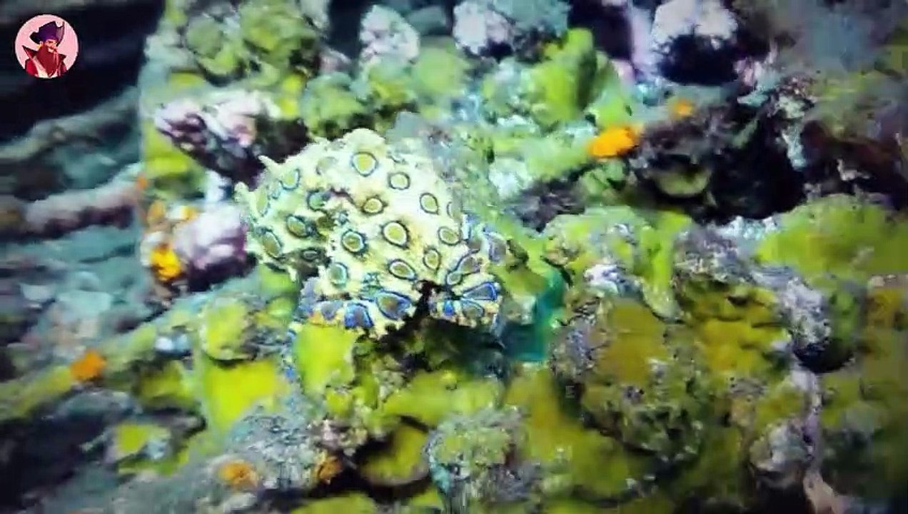 Die 15 Giftigsten Tiere Der Welt