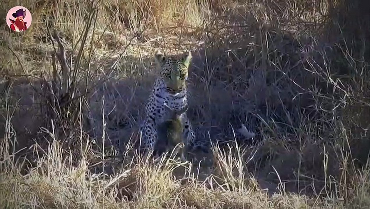 Unglaubliche Jagdmomente der schnellsten Tiere der Wildnis