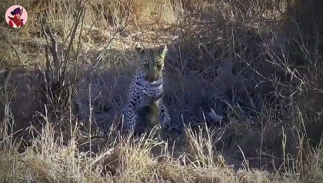 Unglaubliche Jagdmomente der schnellsten Tiere der Wildnis