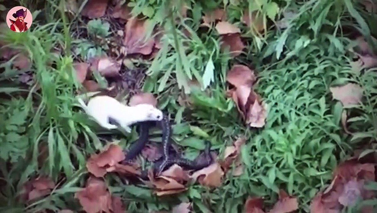 15 Tragische Und Herzzerreißende Momente Von Bösartigen Tierangriffen