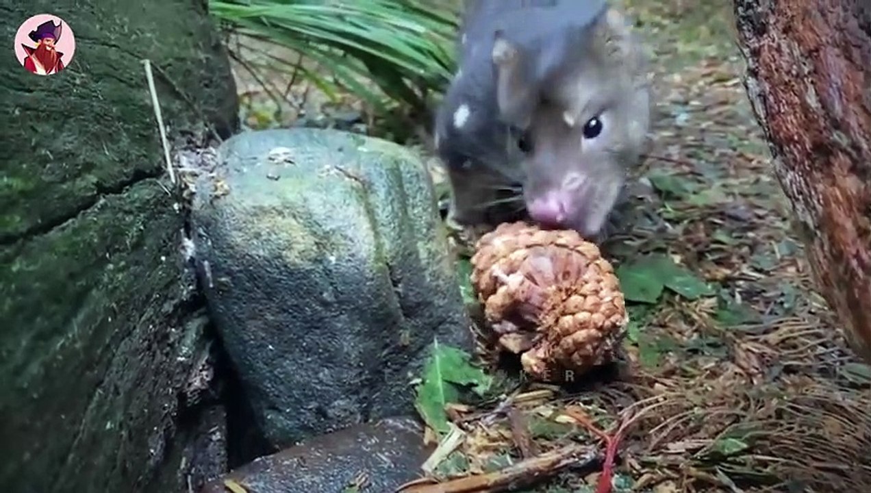 Der wilde australische Quoll, der gegen jedes Lebewesen kämpft