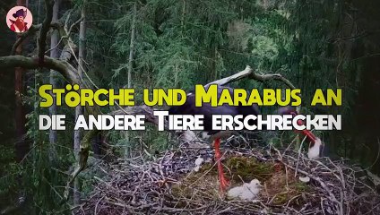 Störche Und Marabus Erschrecken Andere Tiere