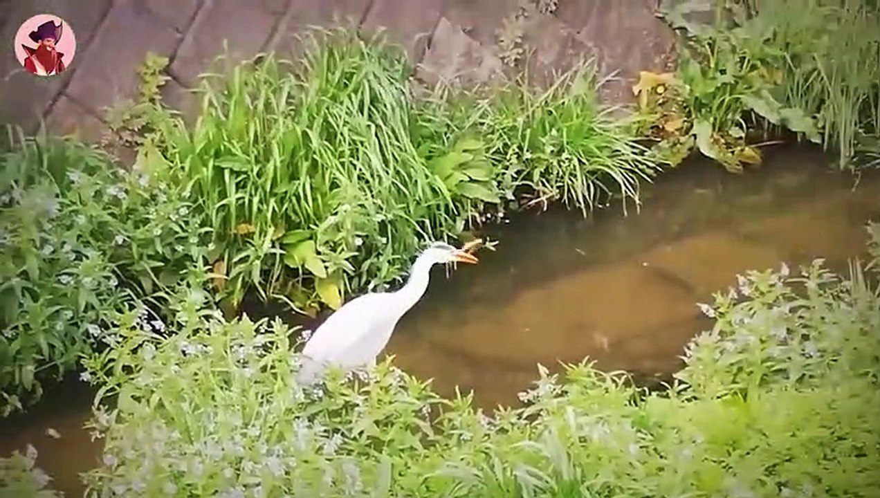 Die 23 grausamsten Arten, wie Raubtiere ihre Beute fressen