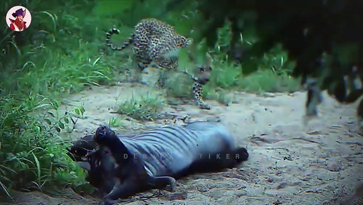 Die 15 besten Jagdmomente von schnellen und flexiblen Leoparden in freier Wildbahn