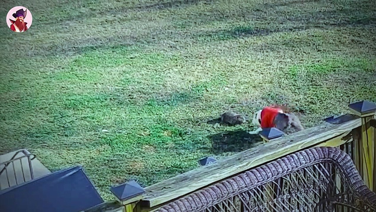 Interessante Kampfmomente Von Hyänen, Wildhunden & Hunden