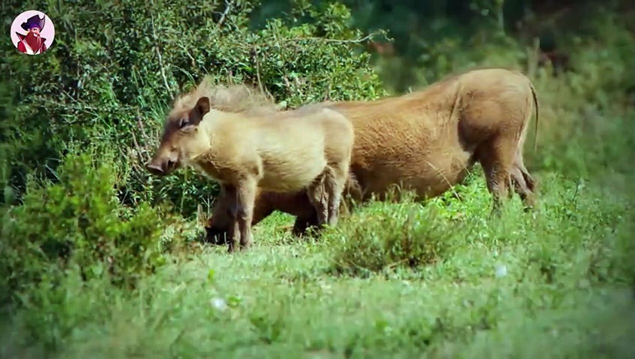 Die brutalsten und grausamsten Momente von Raubtieren, die ihre Beute bei lebendigem Leib verspeisen