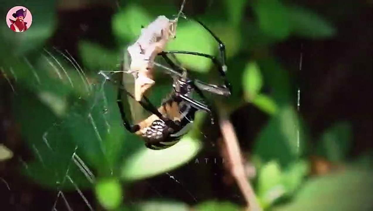 Das Leben und die Jagd von verschiedene Spinnenarten