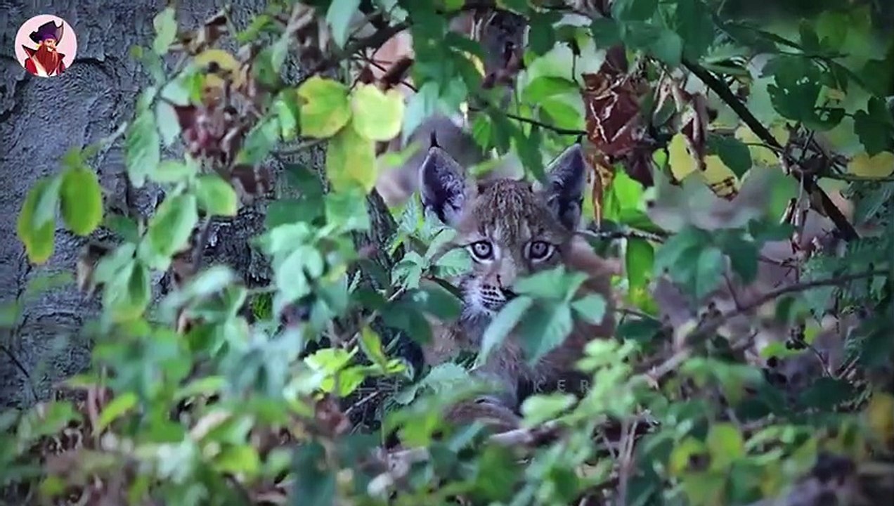 Die seltensten Jagdmomente von Luchsen und Rotluchsen auf Kamera festgehalten