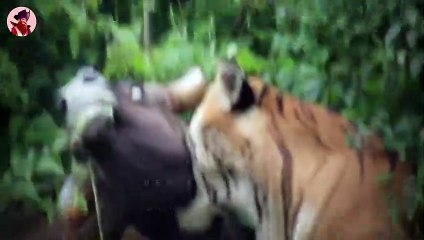 Die wildesten und erstaunlichsten Jagdmomente der Katzenfamilie, die je aufgenommen wurden