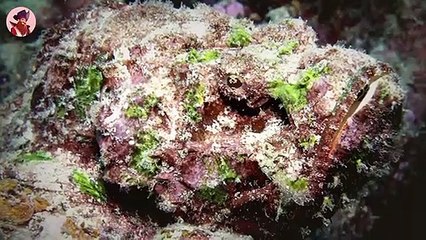 The wildesten und spektakulärsten Undercover Fische im Meer