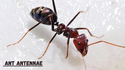 How Do Ants Use Their Antennae? Amazing Sensory Functions Explained 🐜