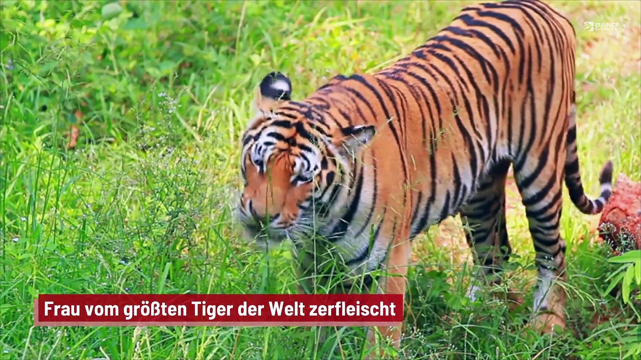 Frau vom größten Tiger der Welt zerfleischt