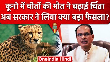 Kuno National Park में 6 Cheetah की मौत के बाद सरकार ने लिया बड़ा फैसला | वनइंडिया हिंदी
