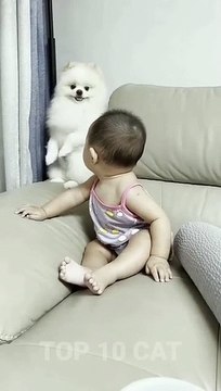 #shorts Cute Dog and baby #cute #cat #short #viral #youtubeshorts #subscribe #video #animals