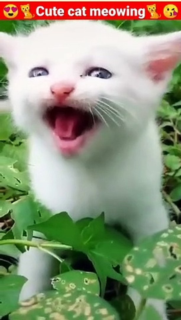 ⁣Cat Meowing-Cat Sound- Cute Cat Videos #shorts #cat #cats #dog #puppy #catlover #catfunnyshorts