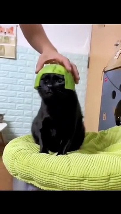 Funny Animal Videos 2022  Best Dogs And Cats Videos  # 55