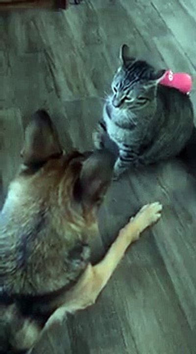 funny cat and dog fights#shorts