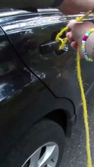 Urso a bordo. Polícia salva animal preso dentro de um carro