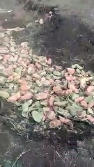 Hundreds of bundles of tendu leaves flew away