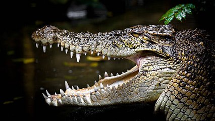 Un Hombre Se Libera De Las Fauces De Un Cocodrilo Tras Ser Atacado