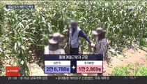 외국인 계절근로자 체류 8개월로 연장…농촌 구인난 지원