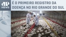 Brasil chega a 13 casos de gripe aviária; saiba mais