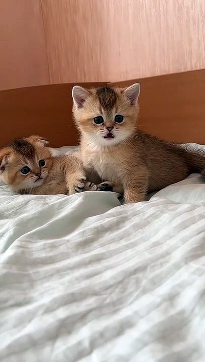 kucing menarik perhatian