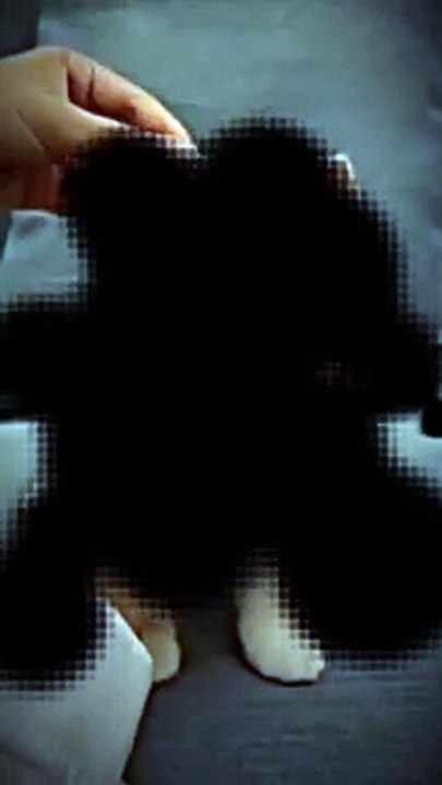 kucing menarik sekali