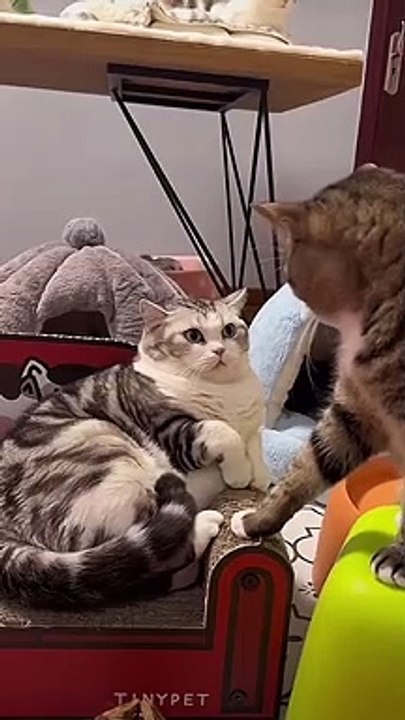 kucing lucu