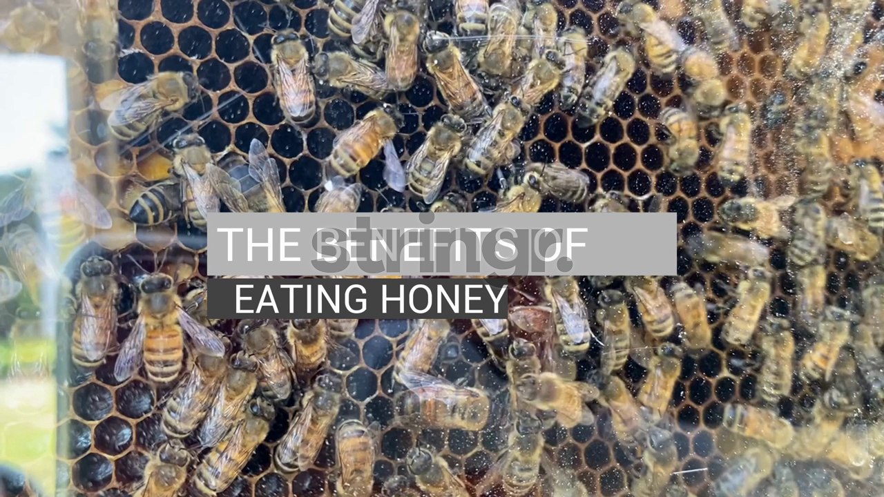 Is Honey Good For You? video Dailymotion