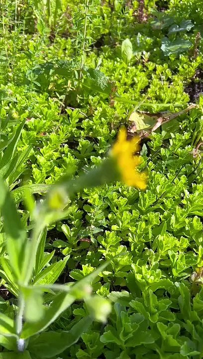 Video von Dachgarten mit Arnika