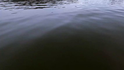 Rusya'ya ait casus balina İsveç kıyılarında görüldü