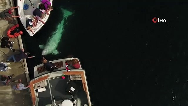 Rusya'nın casus balinası İsveç'te görüldü