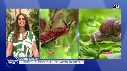 Votre jardin : Nuisibles : Éloignez-les de façon naturelle