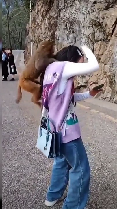 Hungry Monkey Goes Wild! Watch as it Tries to Snatch a Surprise from a Girl's Handbag