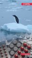 Científicos alertan que el agua de la Antártida está contaminada con cafeína, nicotina y antidepresivos