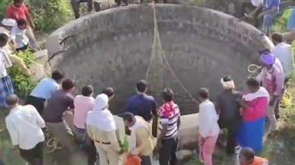 सिवनी: गहरे कुएं में गिरे जंगली सुकर,वन विभाग ने रेस्क्यू कर बचाई जान