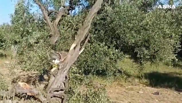 Bari, auto fuori strada a Binetto: morto 17enne, tre feriti